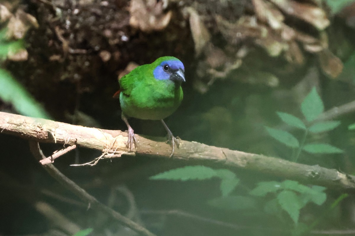 Blue-faced Parrotfinch - ML625822221