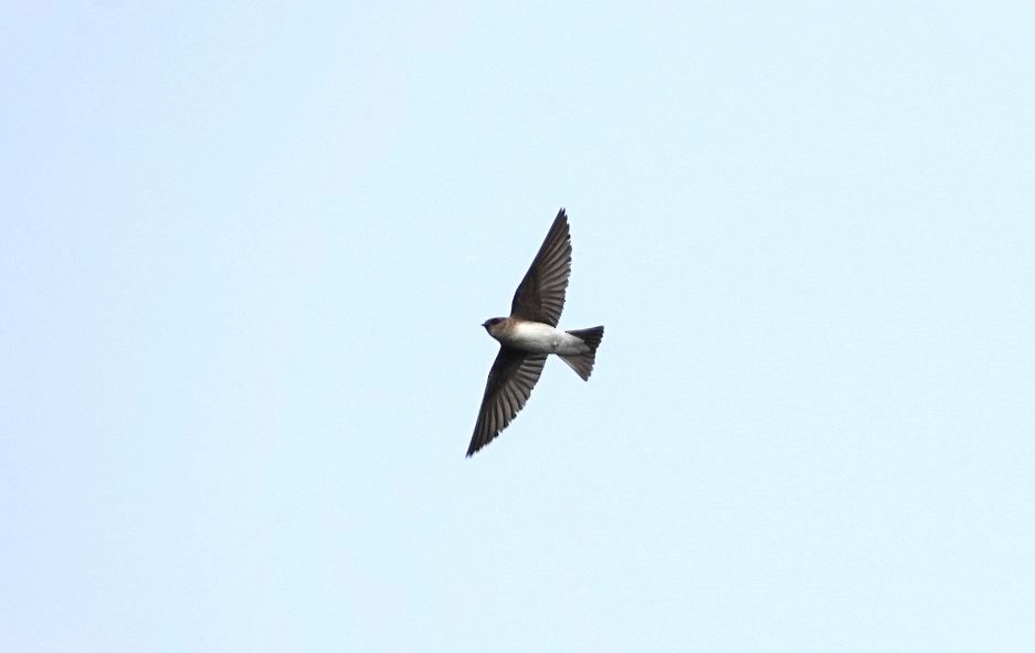 Gray-throated Martin - ML625822398