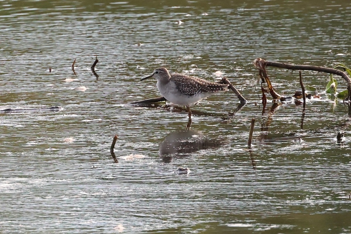 Wood Sandpiper - ML625822400