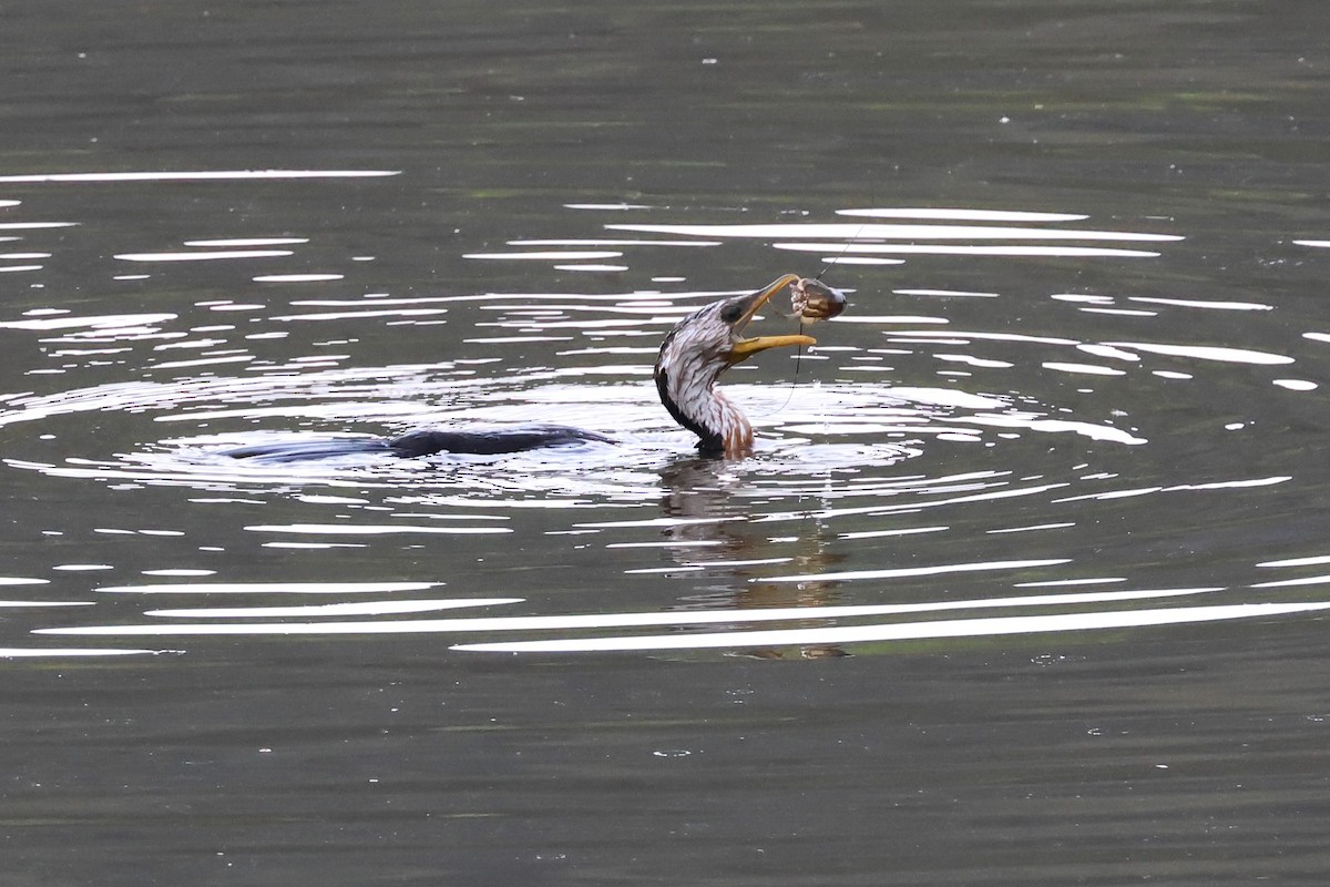 Little Pied Cormorant - ML625822571