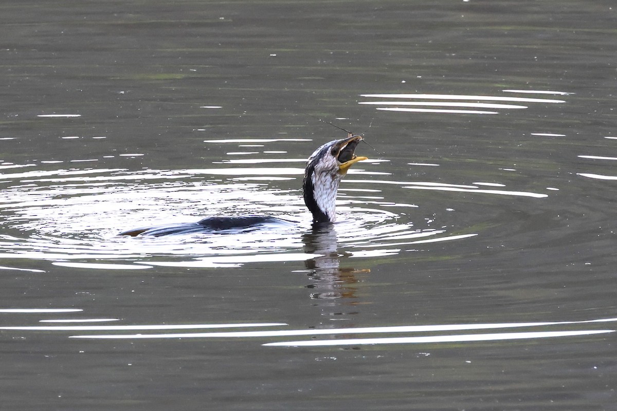 Little Pied Cormorant - ML625822573