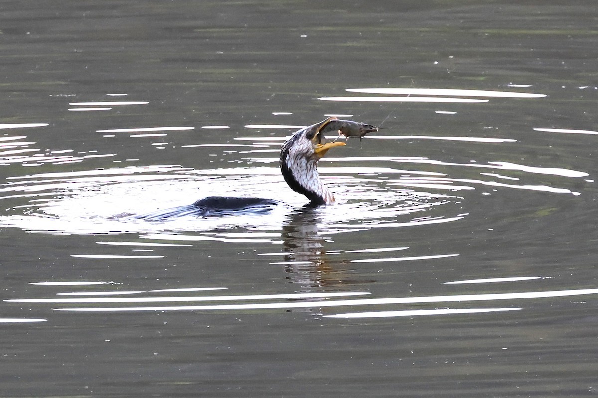 Little Pied Cormorant - ML625822574