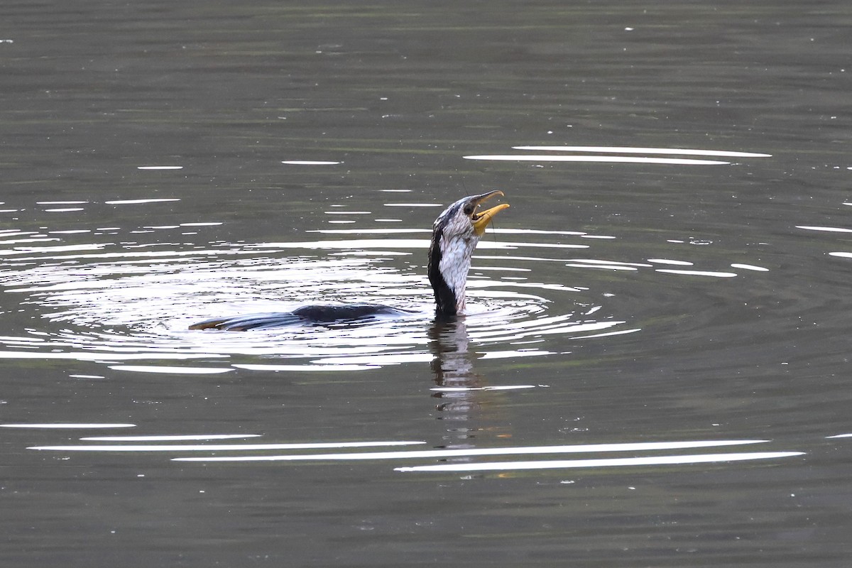 Little Pied Cormorant - ML625822575