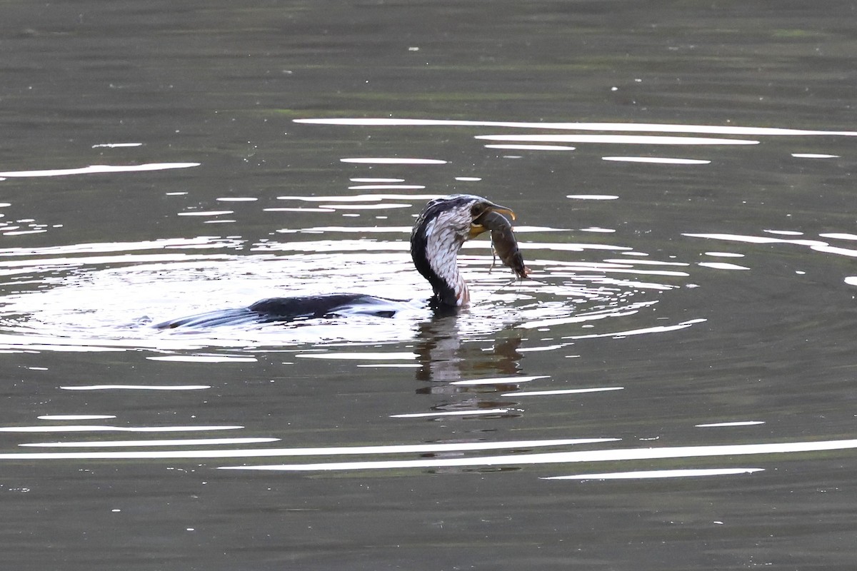 Little Pied Cormorant - ML625822576