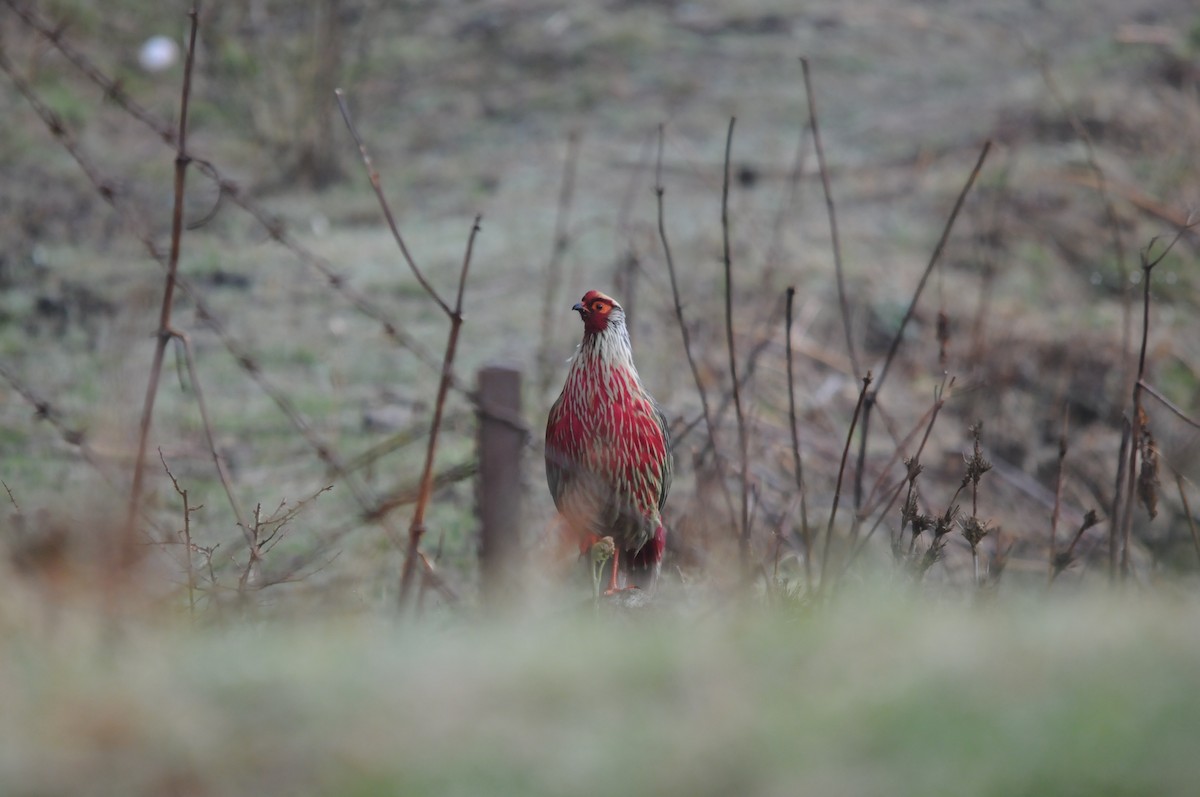 Blood Pheasant - ML625822630