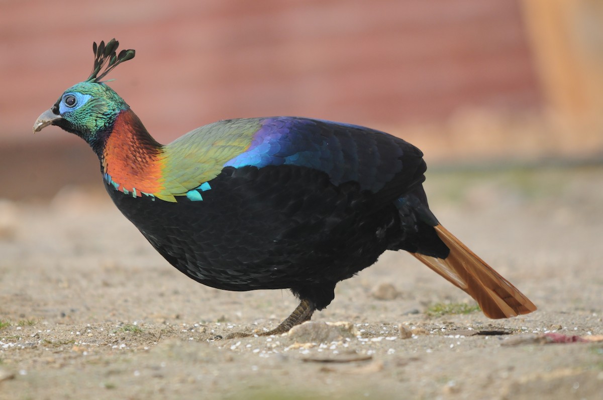 Himalayan Monal - ML625822635