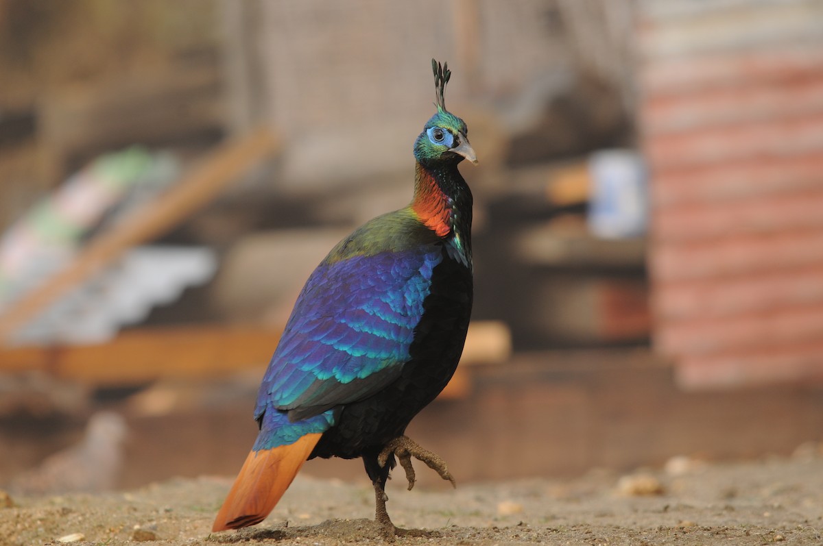 Himalayan Monal - ML625822636