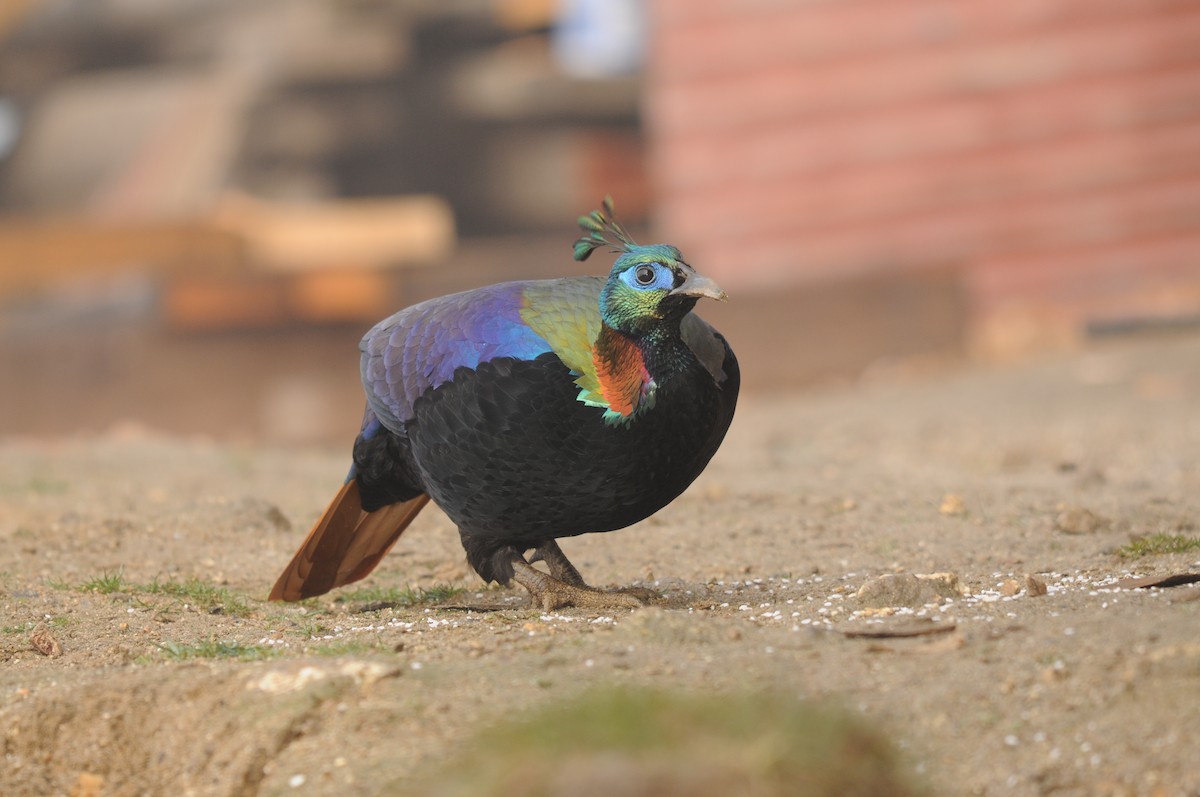 Himalayan Monal - ML625822637