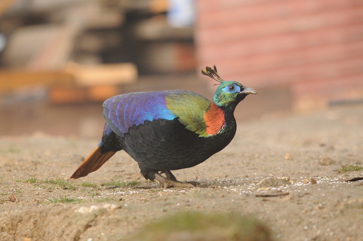 Himalayan Monal - ML625822638