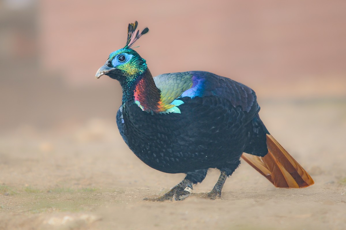 Himalayan Monal - ML625822639