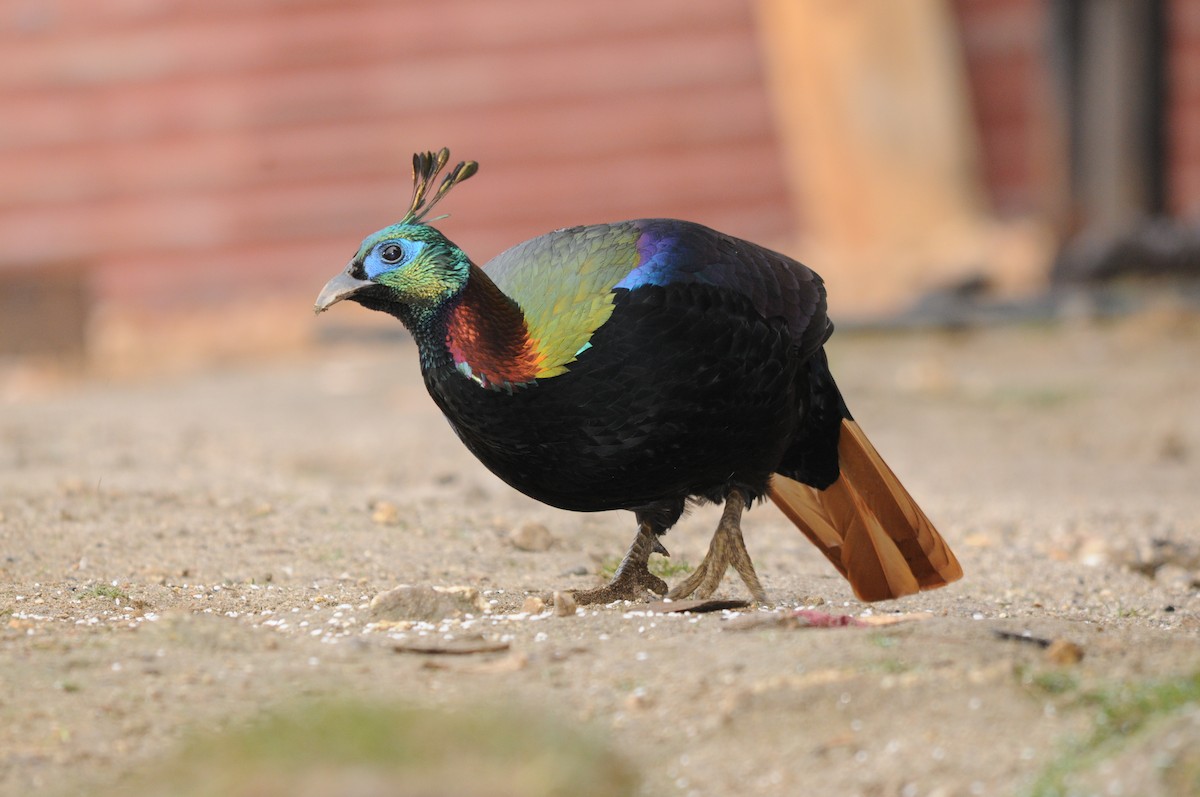 Himalayan Monal - ML625822640