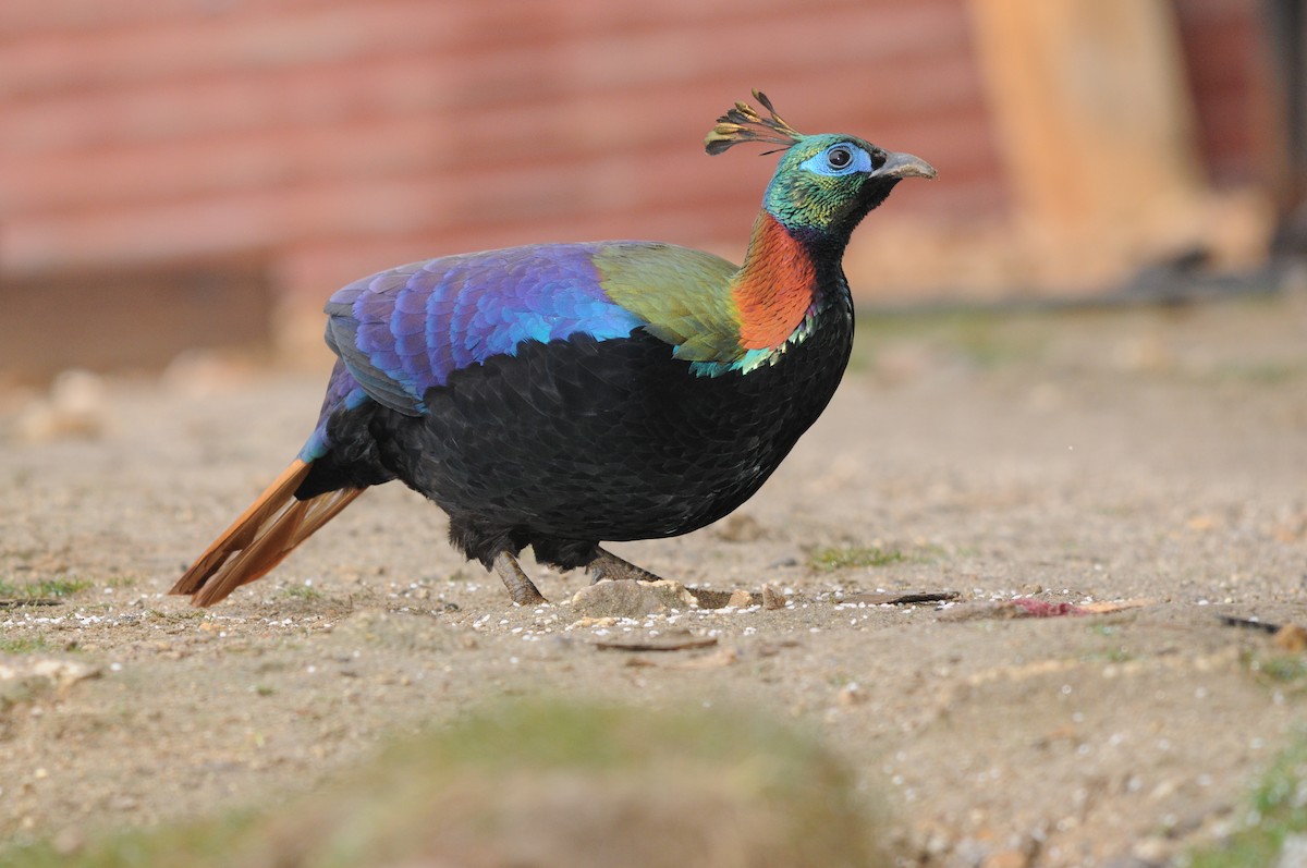 Himalayan Monal - ML625822641