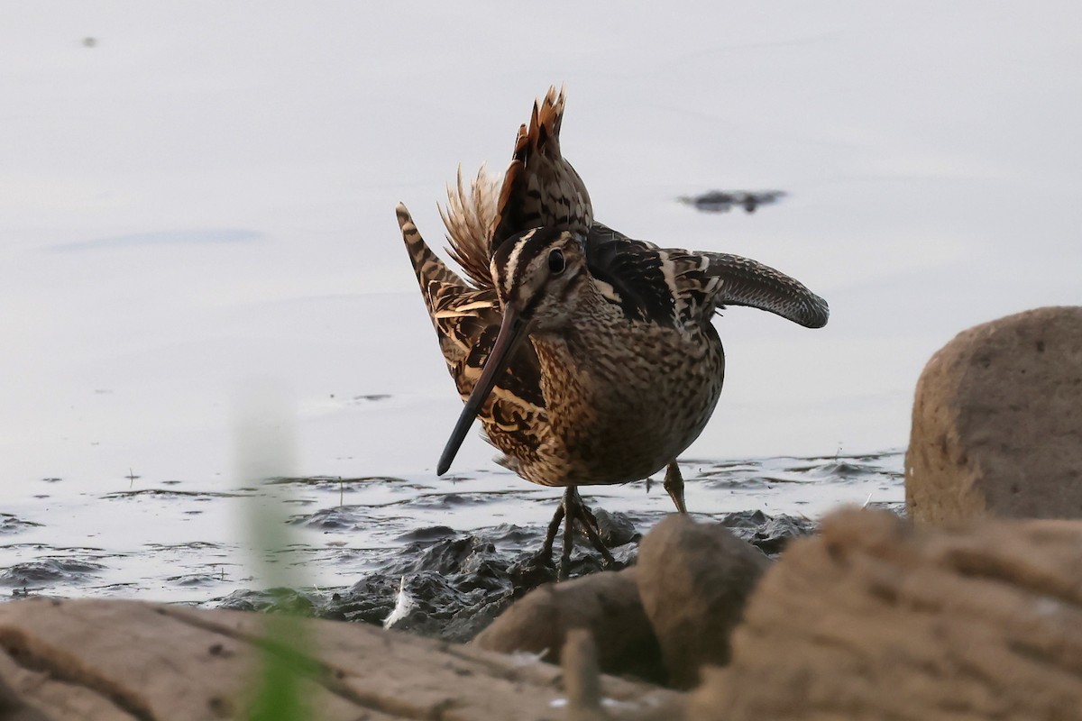 Latham's Snipe - ML625822696