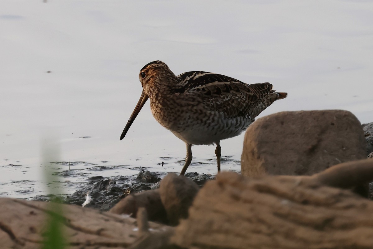 Latham's Snipe - ML625822697