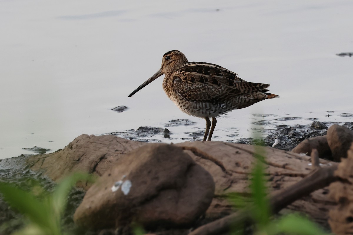 Latham's Snipe - ML625822698