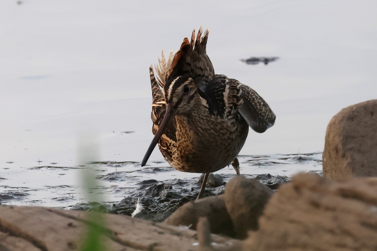 Latham's Snipe - ML625822699