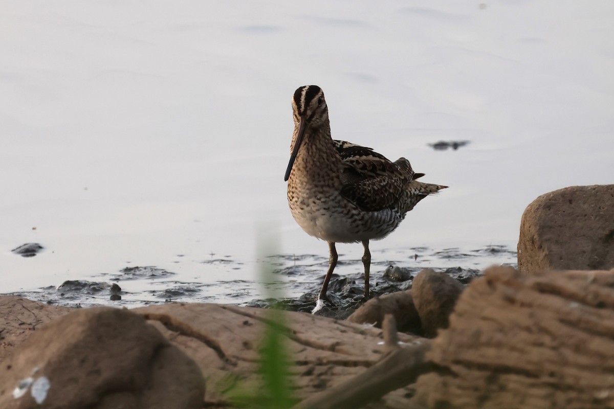 Latham's Snipe - ML625822700