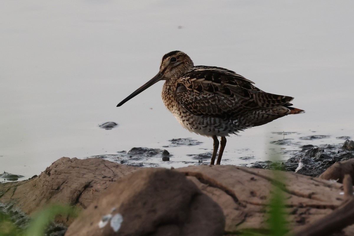 Latham's Snipe - ML625822701