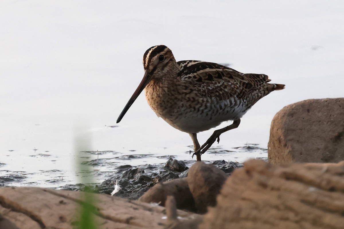 Latham's Snipe - ML625822702