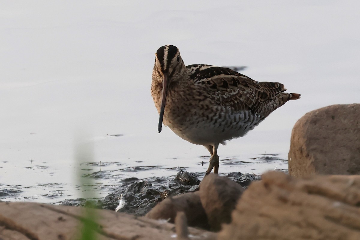 Latham's Snipe - ML625822703