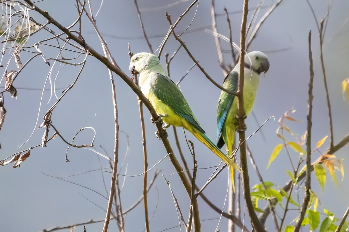 Malabar Parakeet - ML625822754
