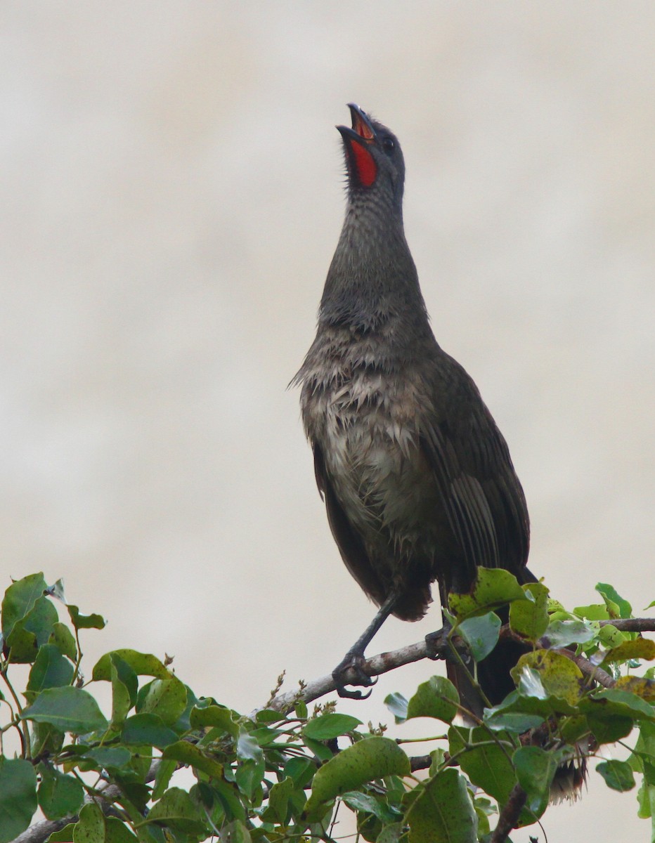 Plain Chachalaca - Jason Duxbury