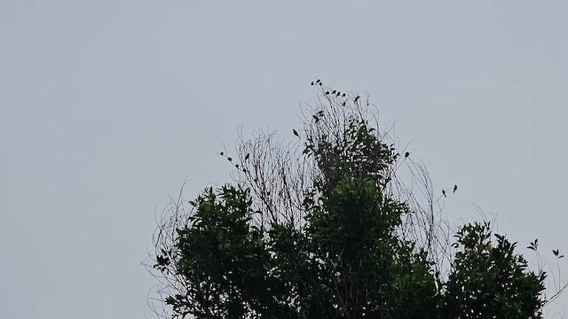 Chestnut-headed Bee-eater - ML625822853