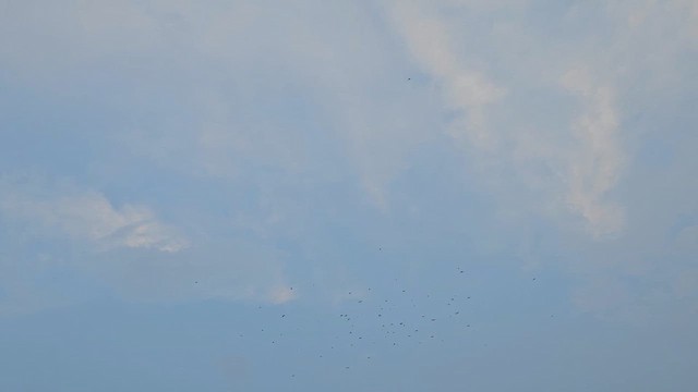 Chestnut-headed Bee-eater - ML625822855