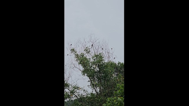 Chestnut-headed Bee-eater - ML625822856