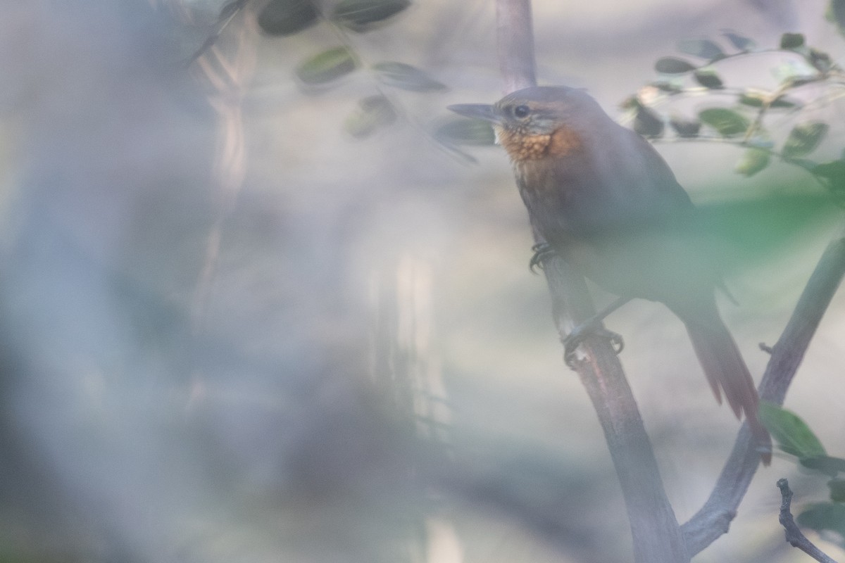 Rufous-necked Foliage-gleaner - ML625822867