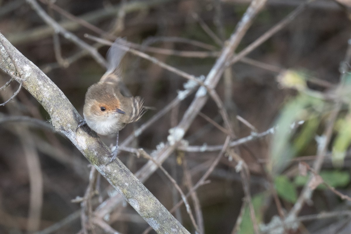 Fulvous-faced Scrub-Tyrant - ML625822876