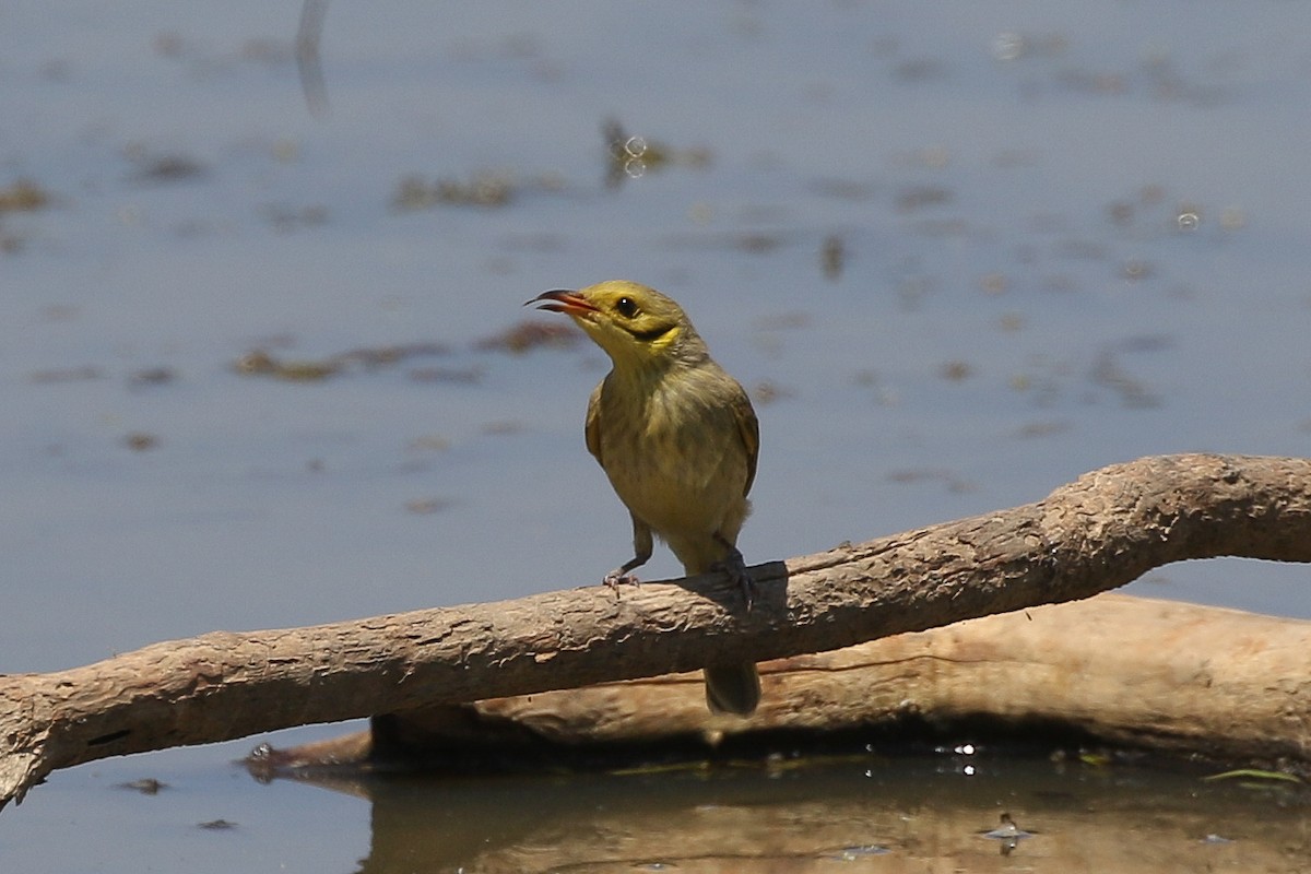 Yellow-tinted Honeyeater - ML625823048