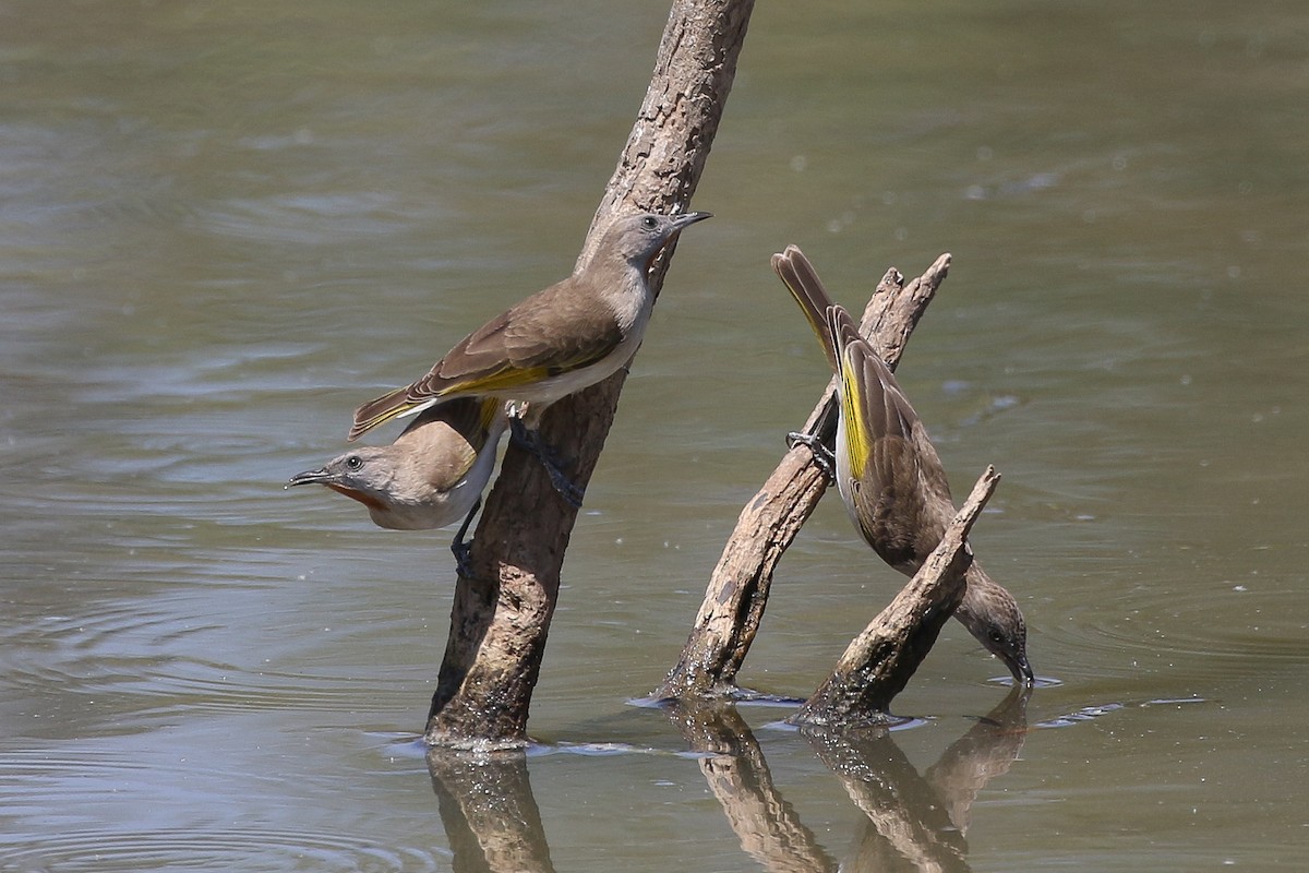 Rufous-throated Honeyeater - ML625823053