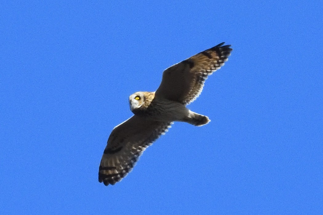 Хулгар гуйванга - ML625823153