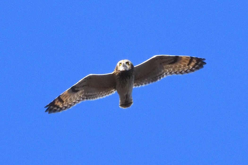 Хулгар гуйванга - ML625823155