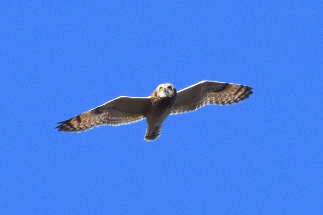 Хулгар гуйванга - ML625823157