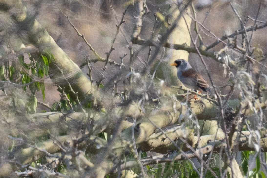 Little Inca-Finch - ML625823261