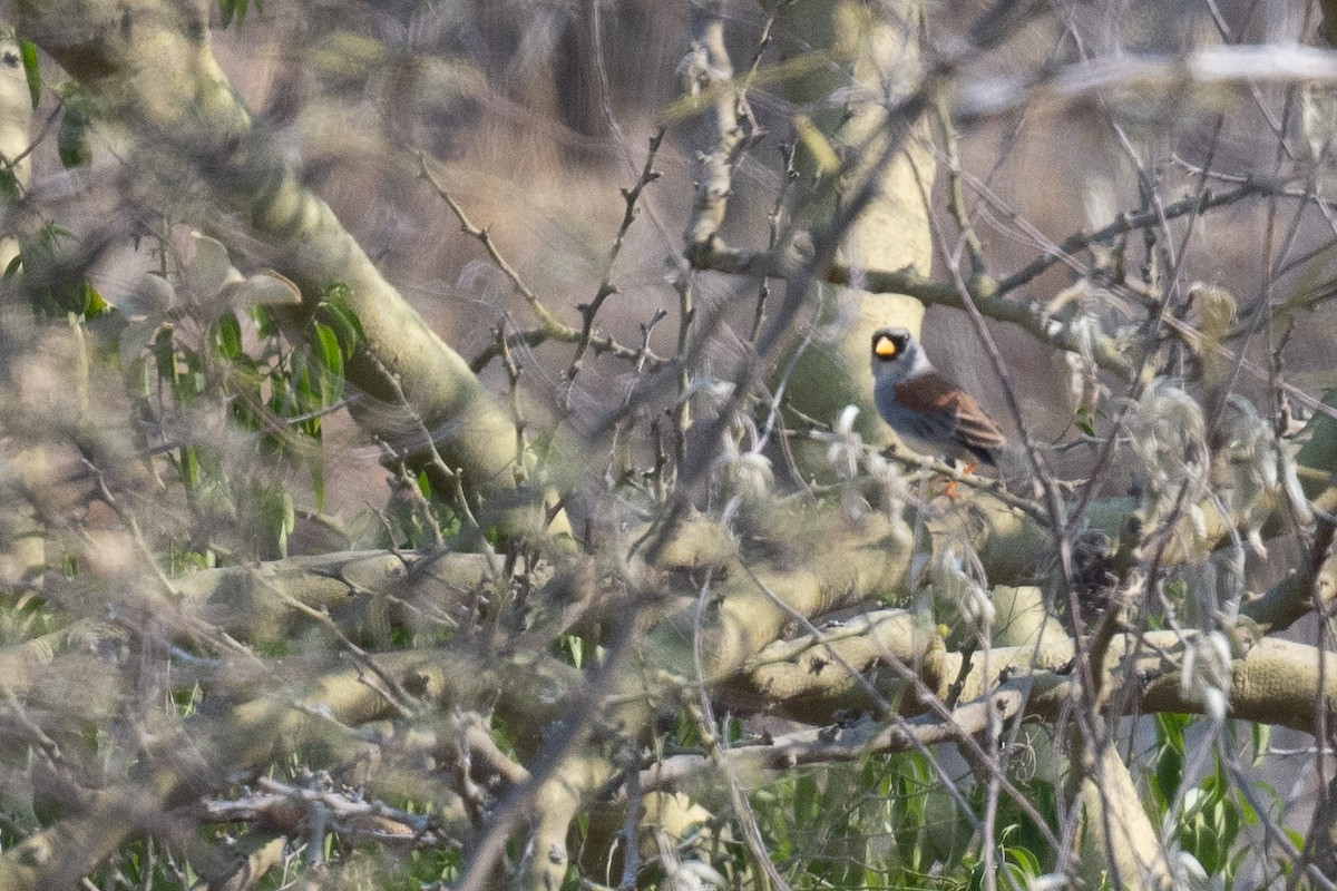 Little Inca-Finch - ML625823262