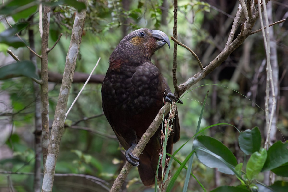 New Zealand Kaka - ML625823286