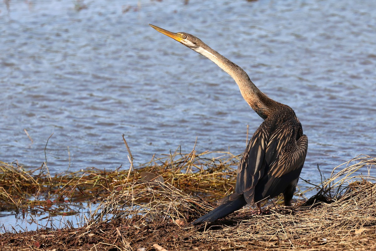 Anhinga d'Australie - ML625823295