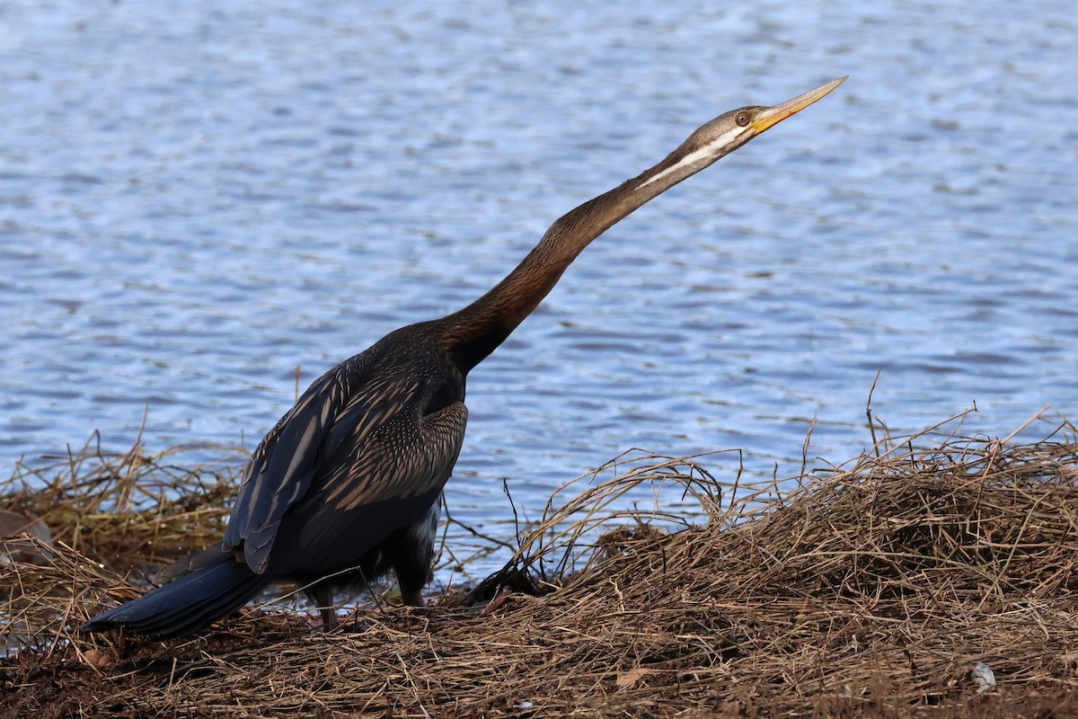 Anhinga d'Australie - ML625823296