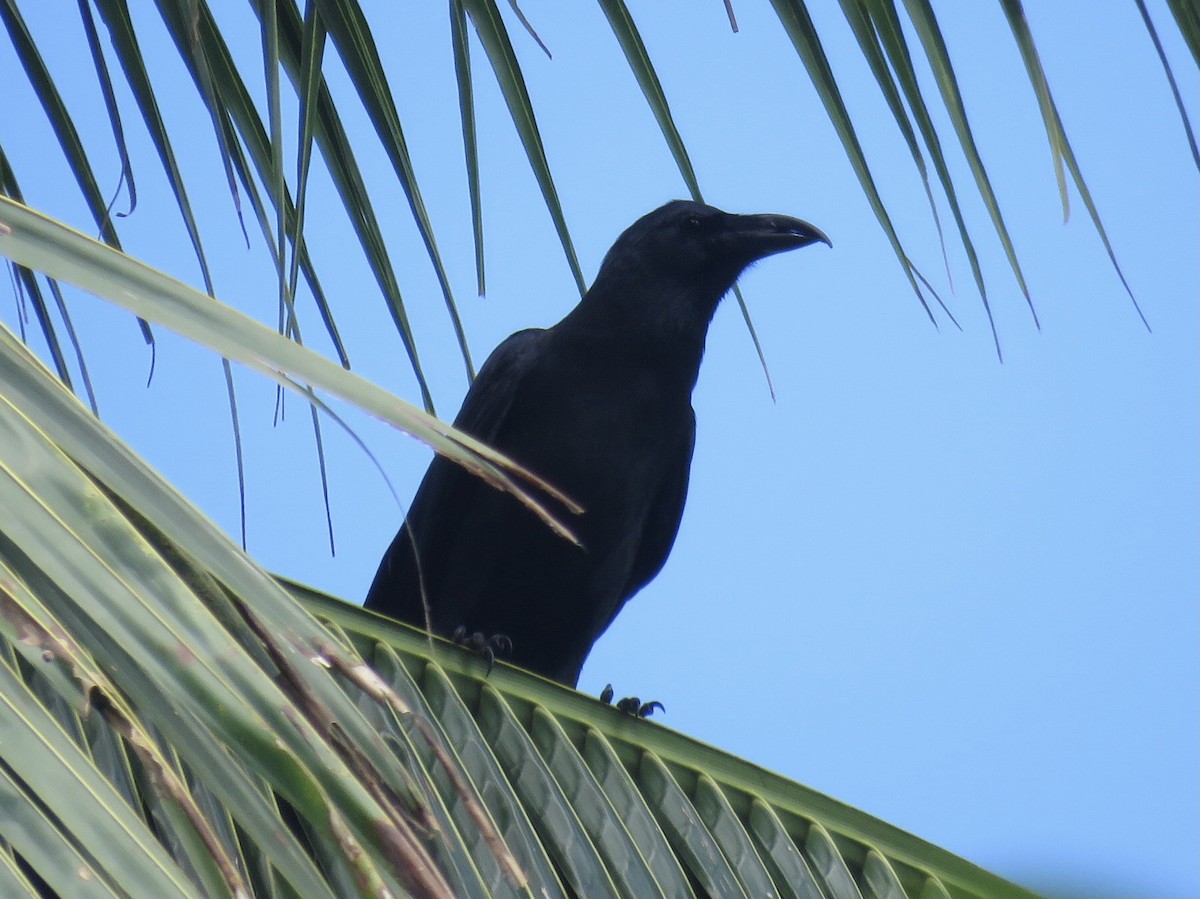Philippine Jungle Crow - ML625823306