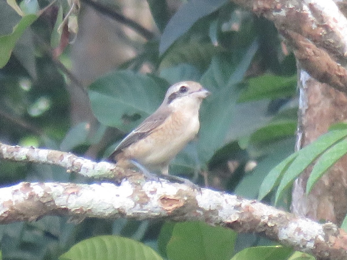 Brown Shrike - ML625823348