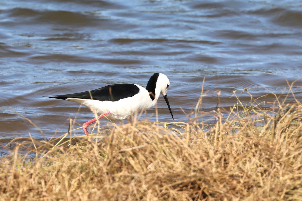 Pied Stilt - ML625823350