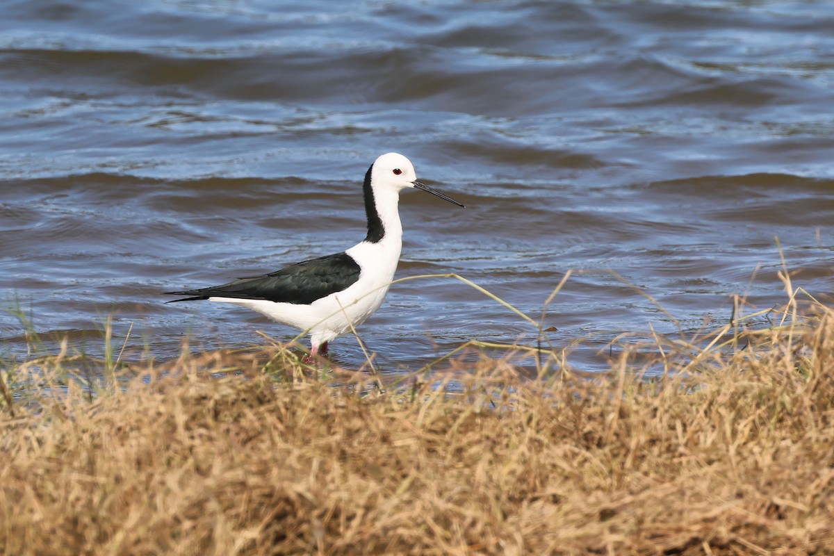 Pied Stilt - ML625823351