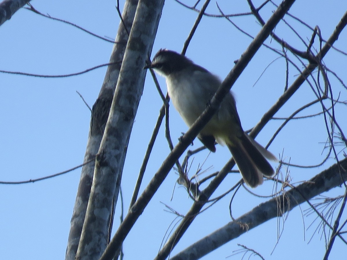 Yellow-vented Bulbul (Philippine) - ML625823358