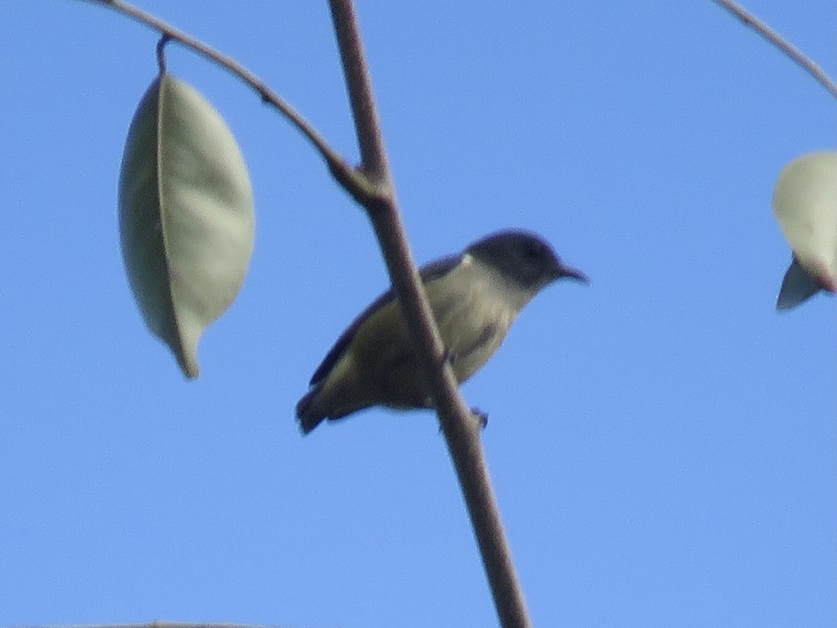 Pygmy Flowerpecker - ML625823359