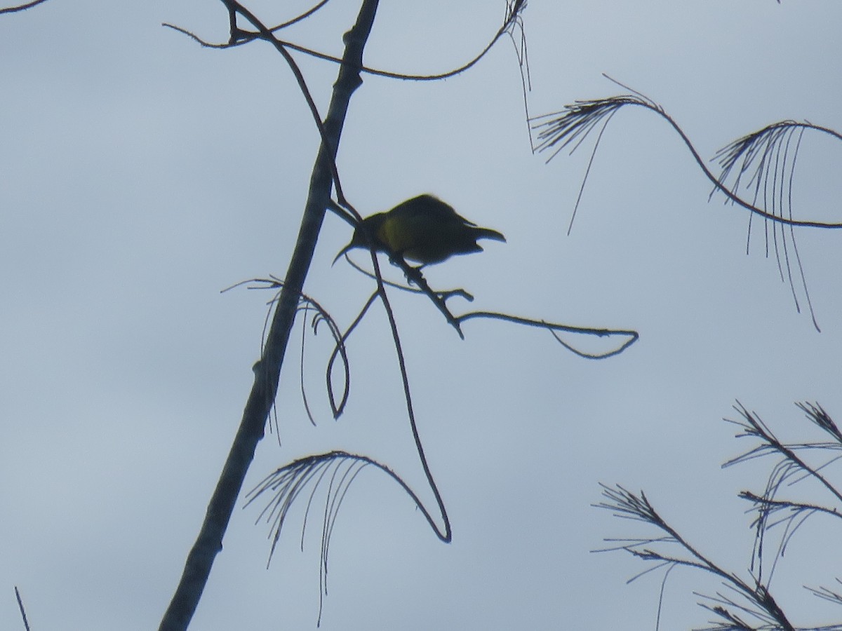 Gray-throated Sunbird - ML625823361