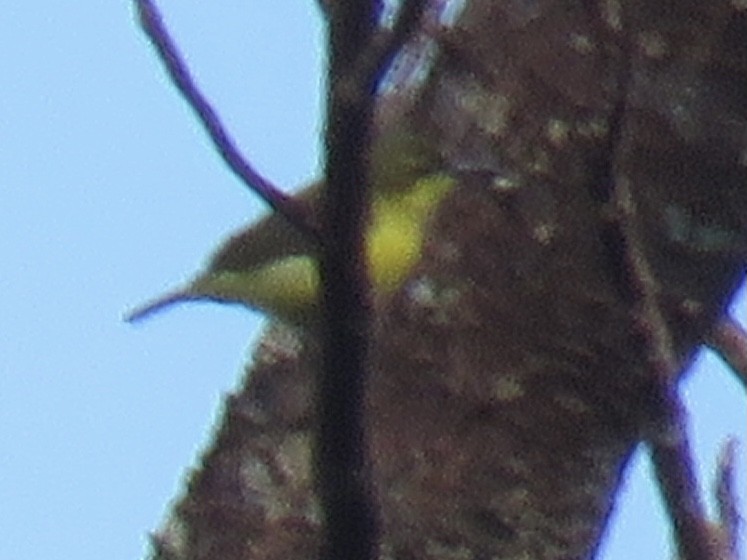 Garden Sunbird - ML625823366