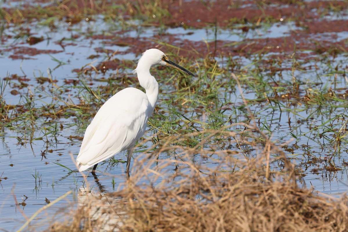 Little Egret - ML625823392